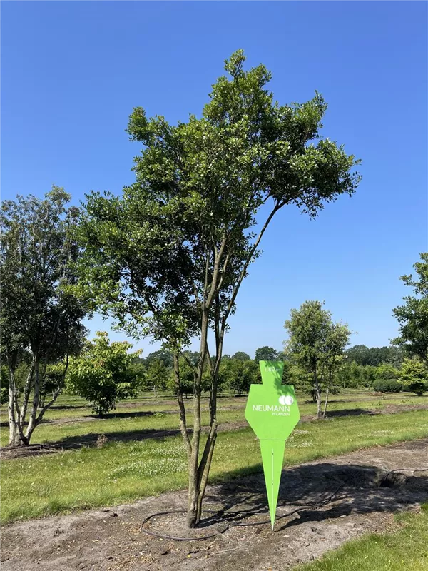 Osmanthus heterophyllus