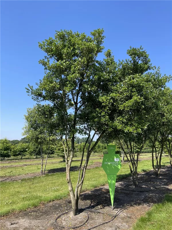 Osmanthus heterophyllus