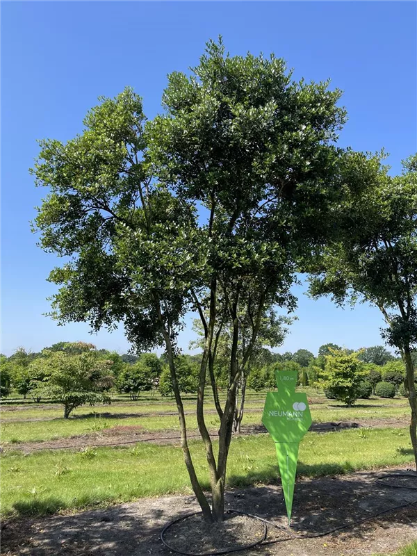 Osmanthus heterophyllus