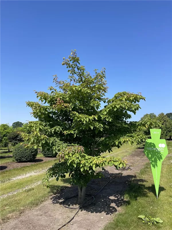 Cornus controversa