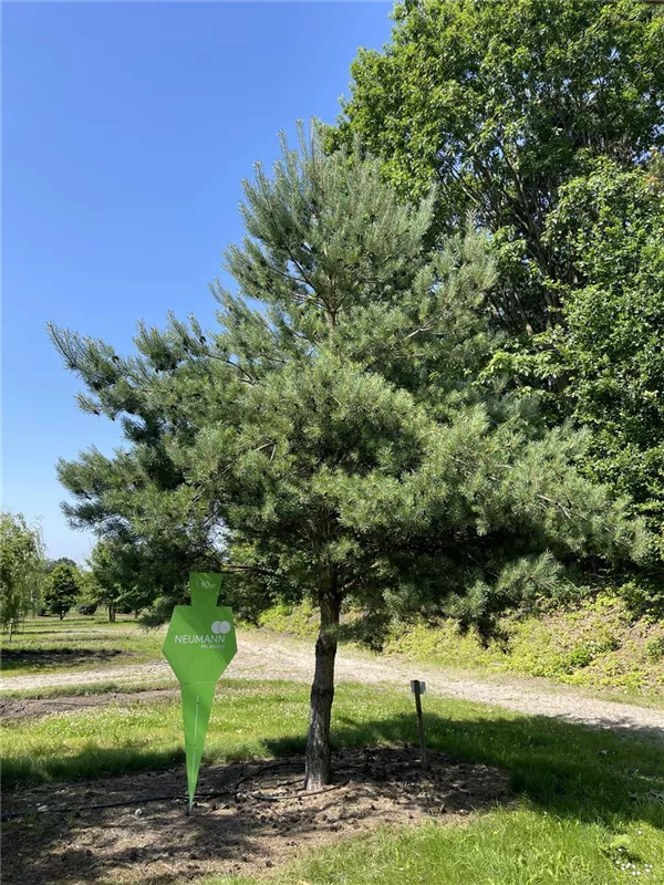 Pinus sylvestris
