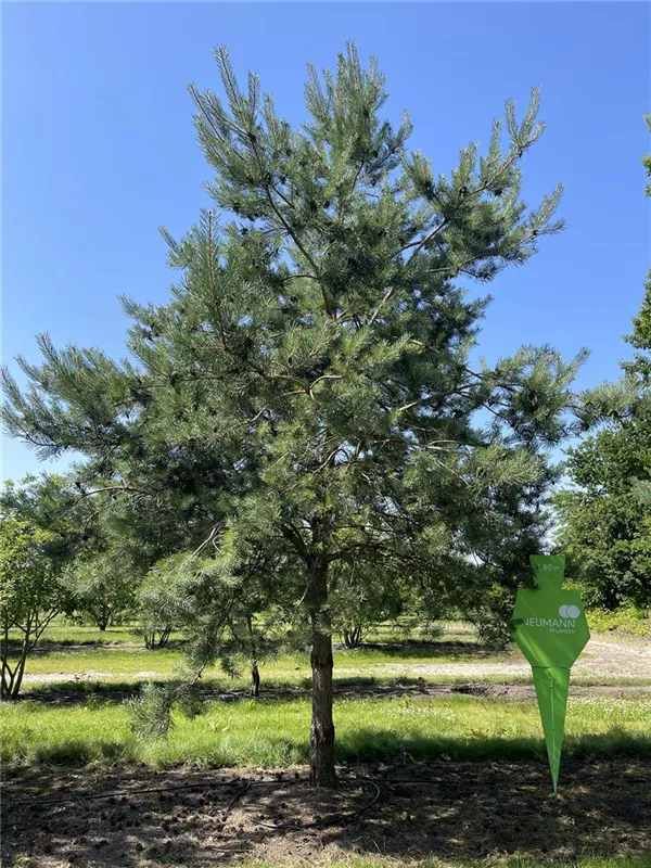 Pinus sylvestris