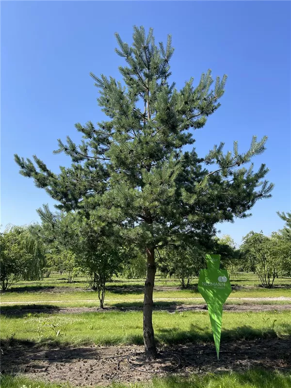 Pinus sylvestris