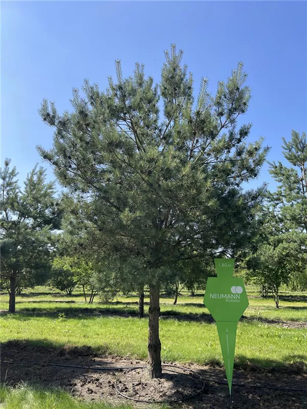 Pinus sylvestris