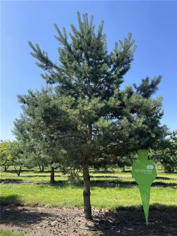 Pinus sylvestris
