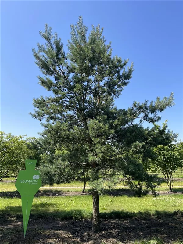 Pinus sylvestris