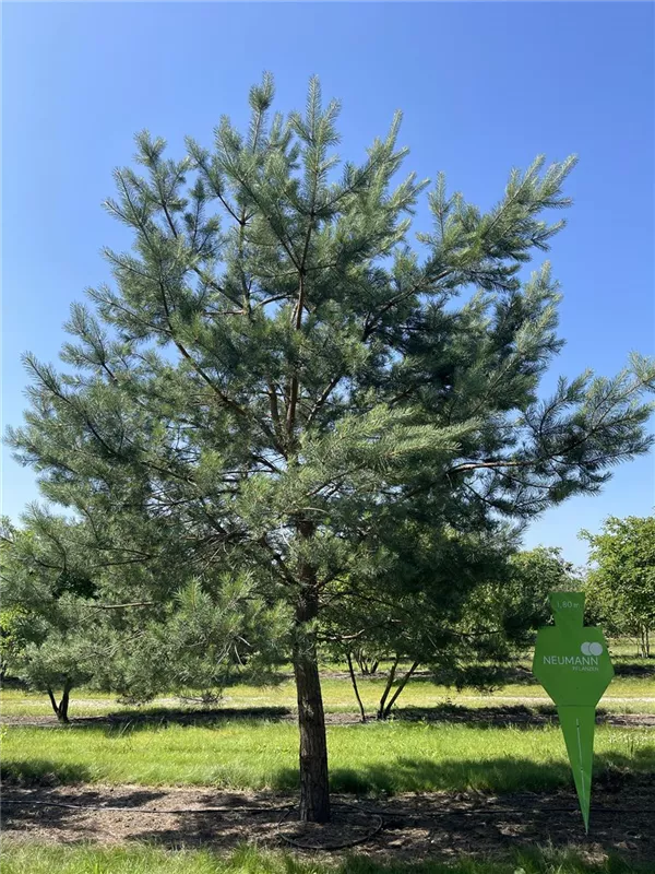 Pinus sylvestris