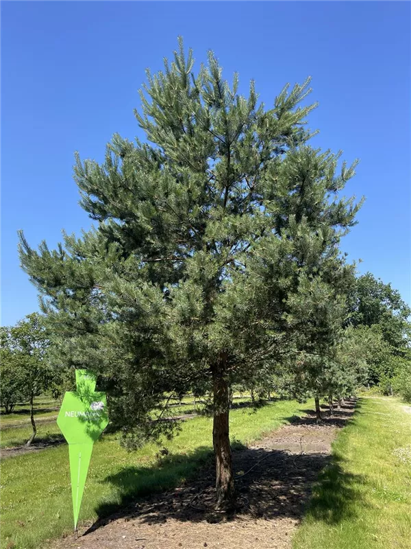 Pinus sylvestris