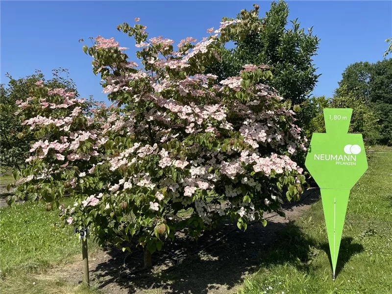 Cornus kousa 'Satomi'