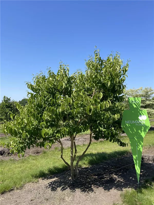 Heptacodium miconioides