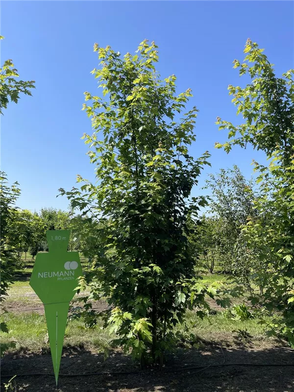 Acer rubrum