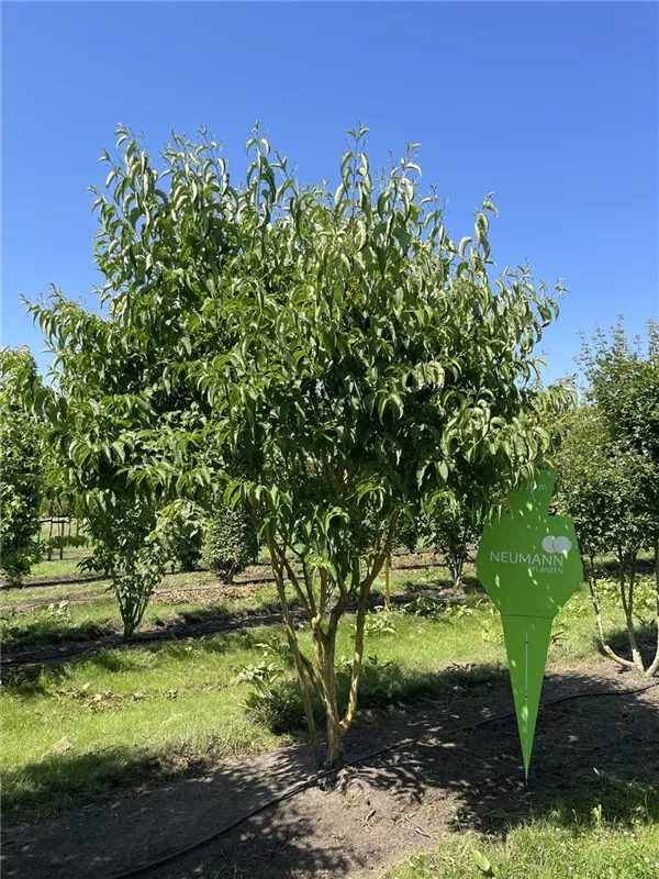 Heptacodium miconioides