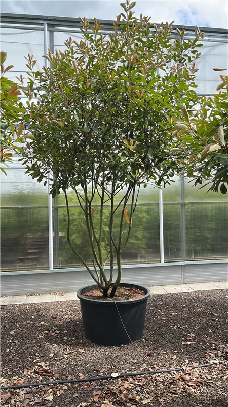 Photinia fraseri 'Red Robin'