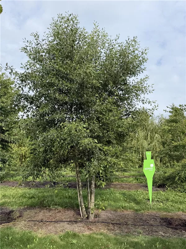 Alnus glutinosa 'Laciniata'