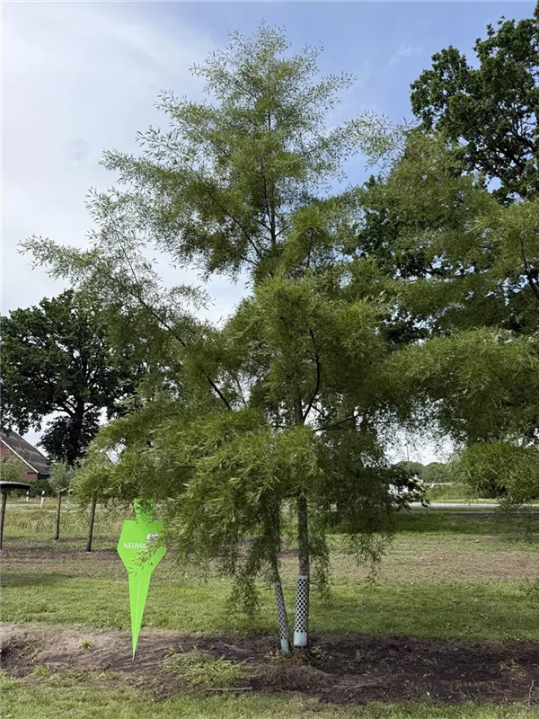 Alnus glutinosa 'Imperialis'