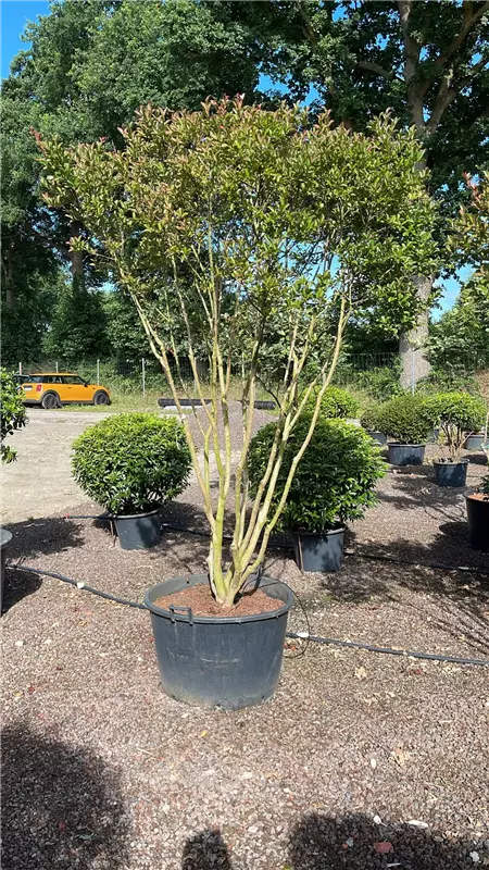 Lagerstroemia indica 'Neige d'été'