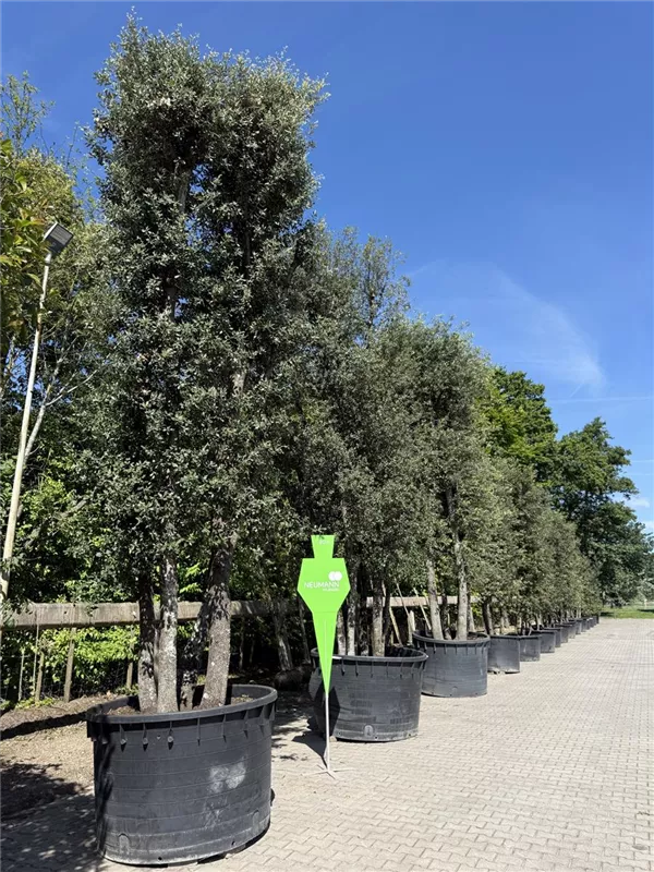 Quercus ilex