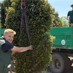 Gardener (m/f/d) for the area of avenue trees