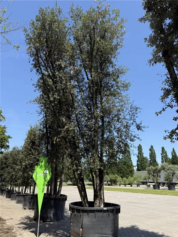Quercus ilex