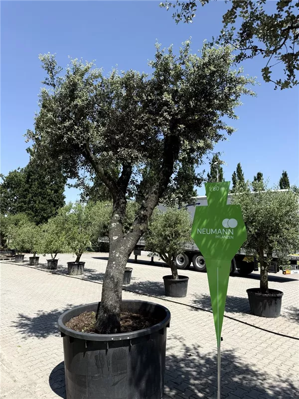 Quercus ilex 'Rotundifolia'