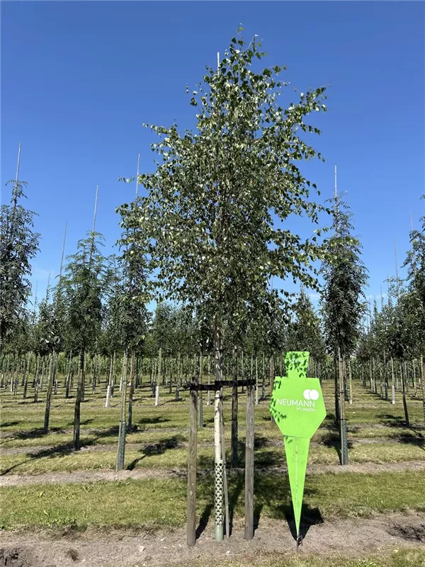 Betula pendula