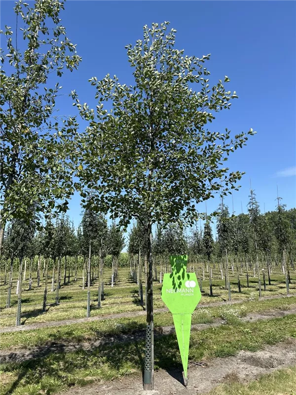 Alnus glutinosa
