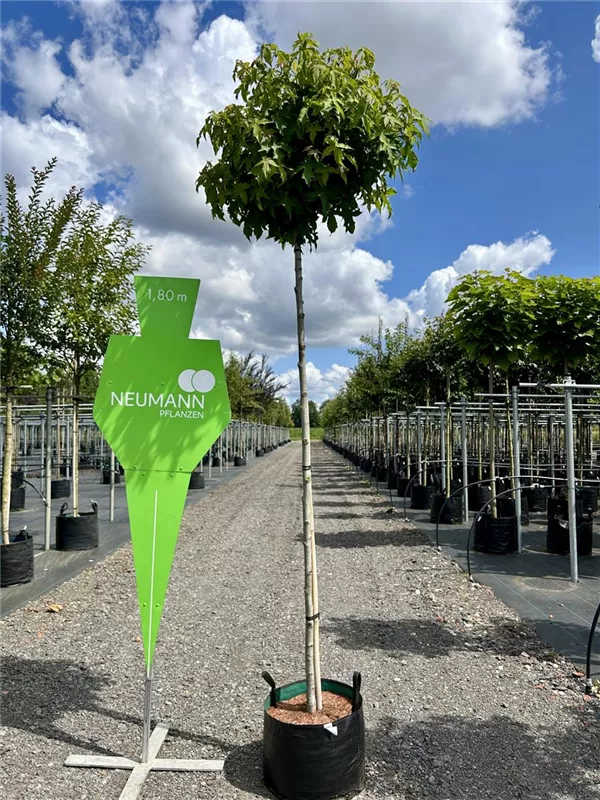 Liquidambar styraciflua 'Gumball'