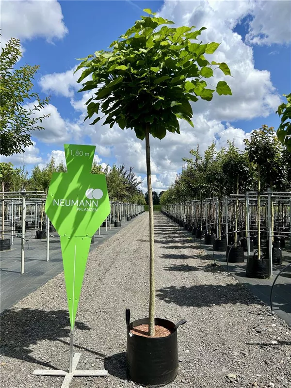 Catalpa bignonioides 'Nana'