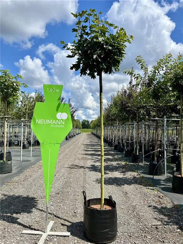 Acer platanoides 'Globosum'