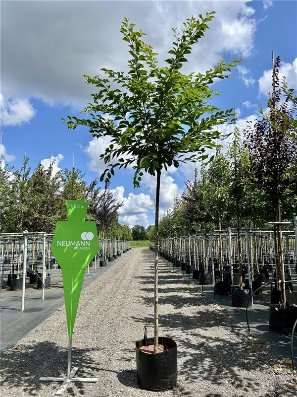 Prunus yedoensis