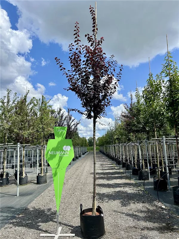Prunus cerasifera 'Nigra'