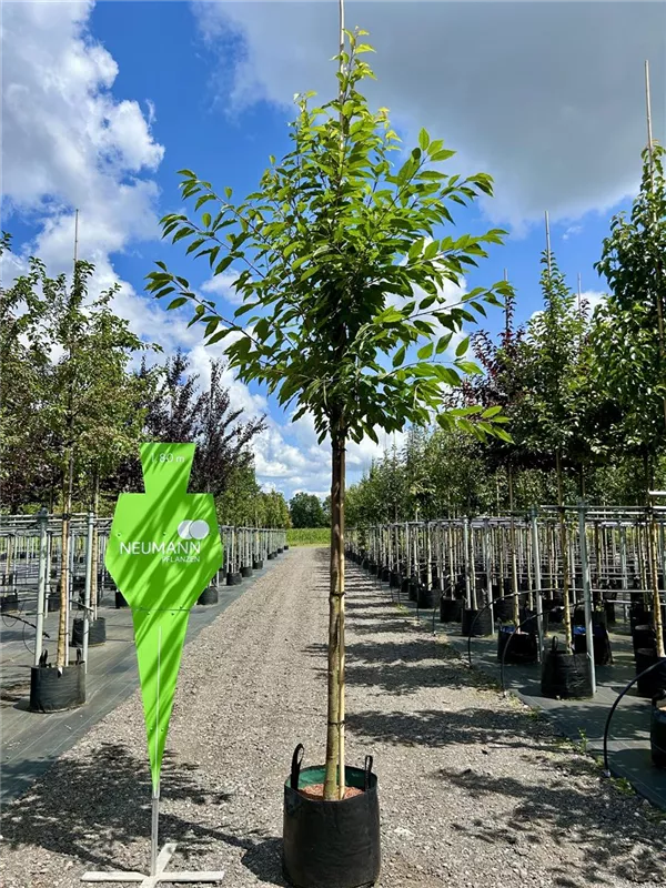 Prunus avium 'Plena'