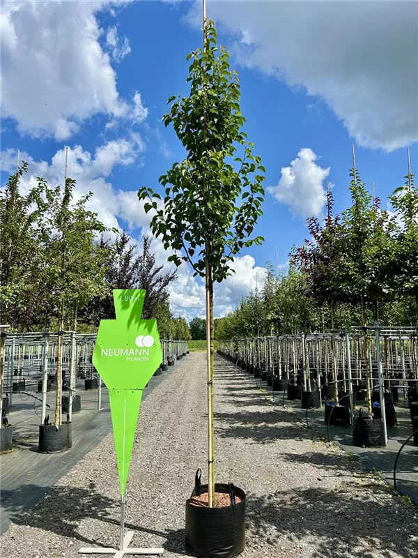 Pyrus calleryana 'Chanticleer'
