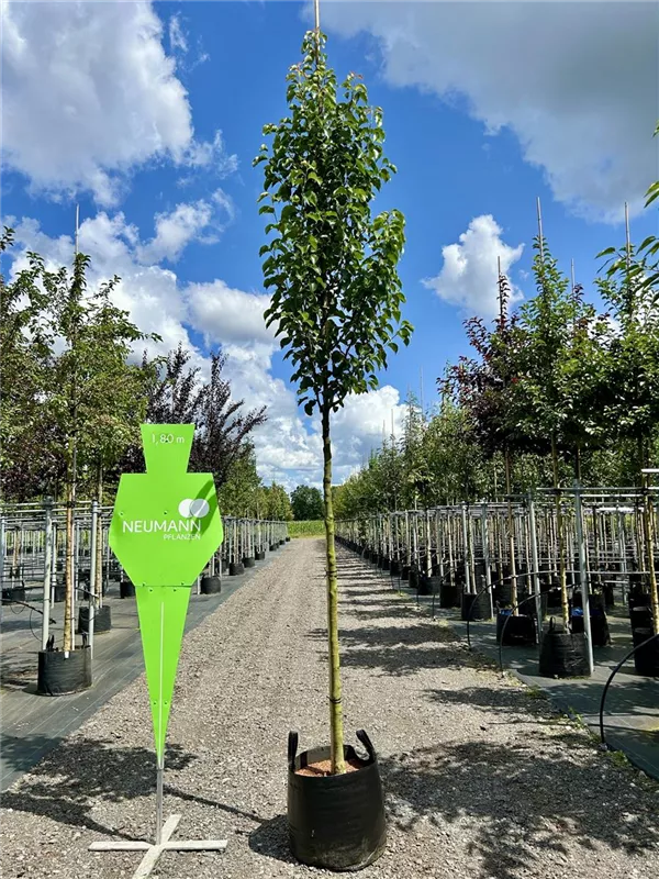 Pyrus calleryana 'Chanticleer'