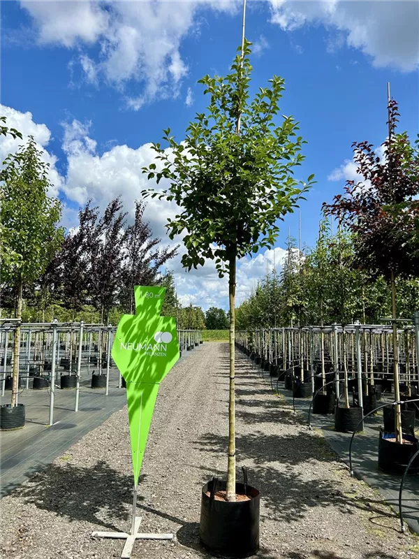 Malus 'Evereste' -R-