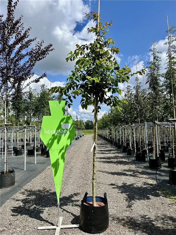 Parrotia persica