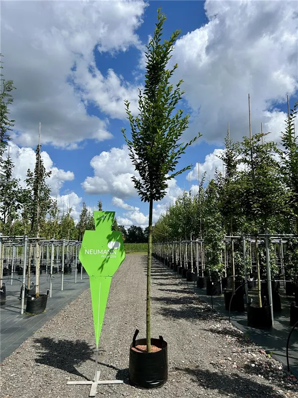 Carpinus betulus 'Fastigiata'