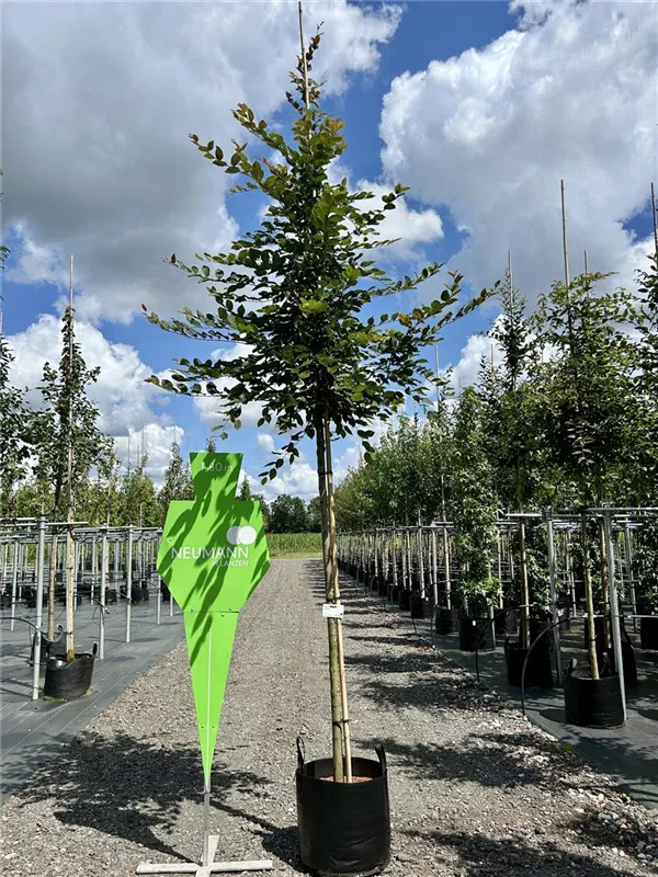 Carpinus betulus