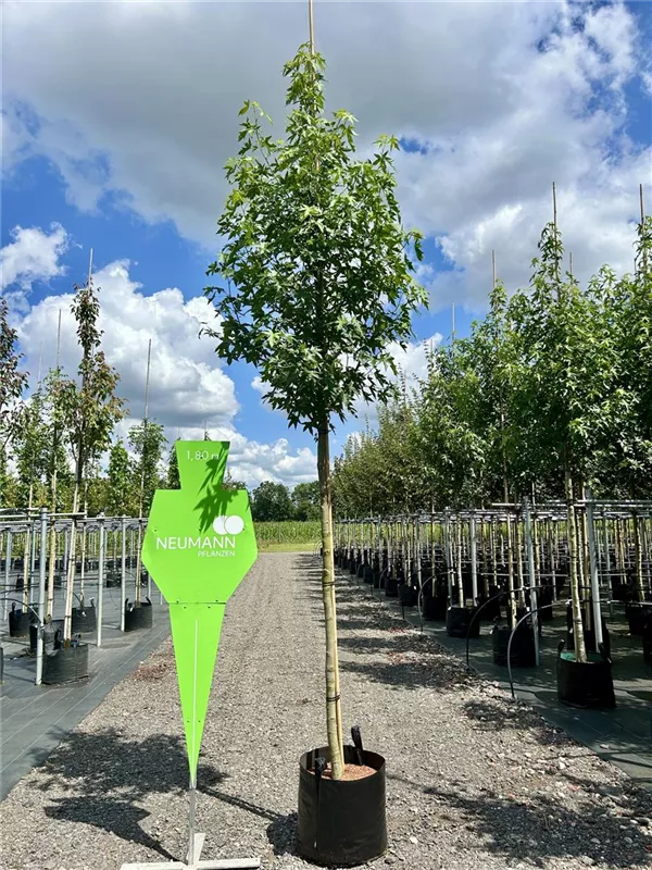 Liquidambar styraciflua 'Worplesdon'