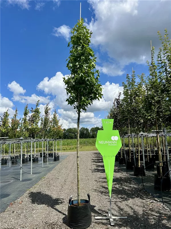 Liquidambar styracifl.'Slender Silhouette'