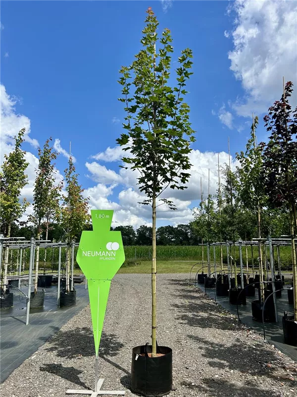 Acer platanoides 'Emerald Queen'