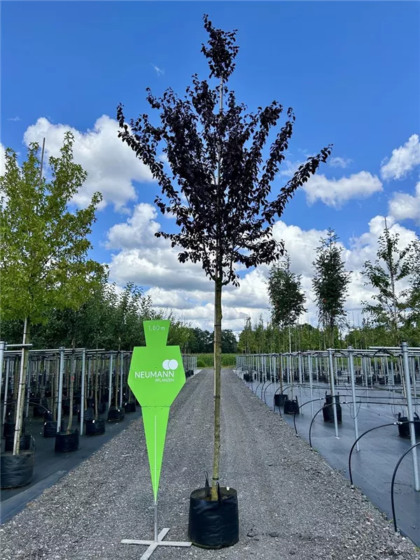 Acer platanoides 'Royal Red'