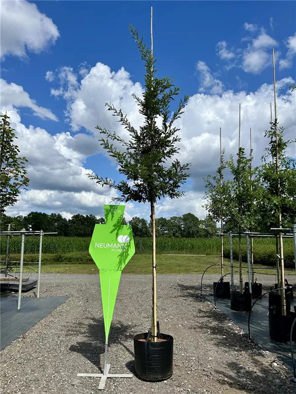 Quercus cerris