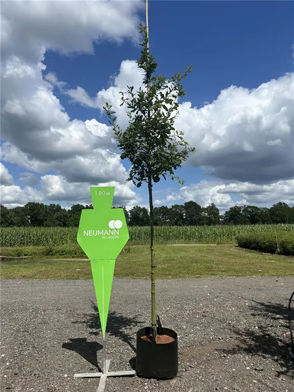 Quercus robur
