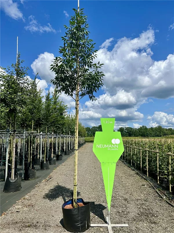 Fraxinus ornus