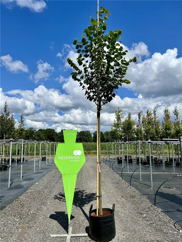 Tilia cordata 'Greenspire'