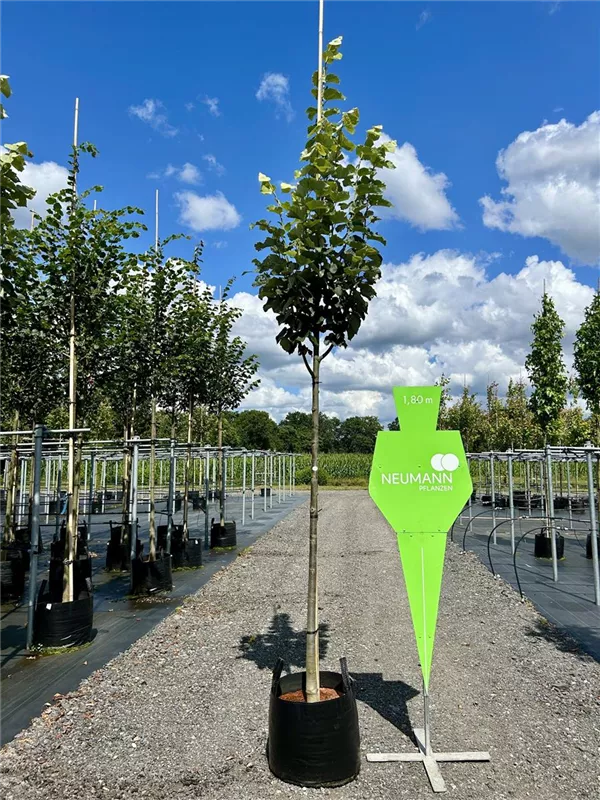 Tilia tomentosa 'Brabant'