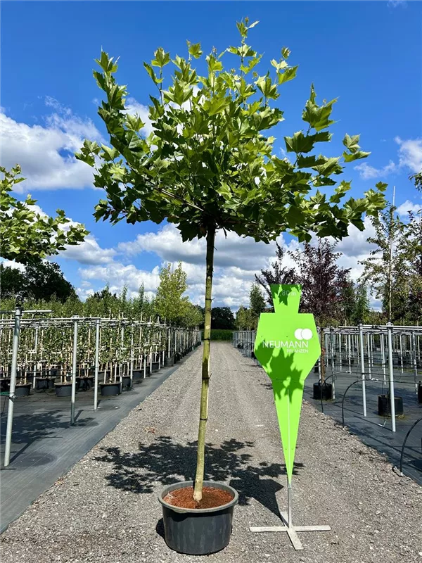 Platanus hispanica