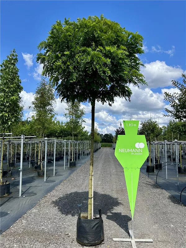 Robinia pseudoac.'Umbraculifera'