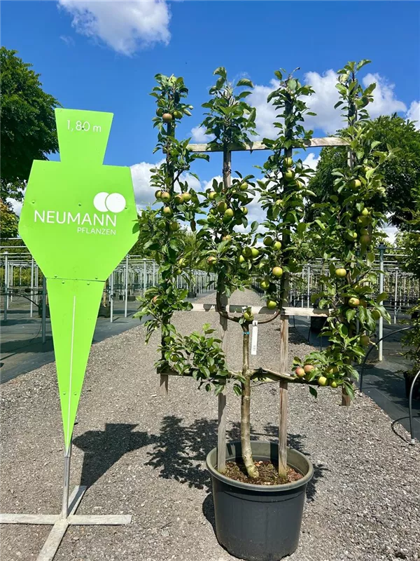 Malus i.S. CAC